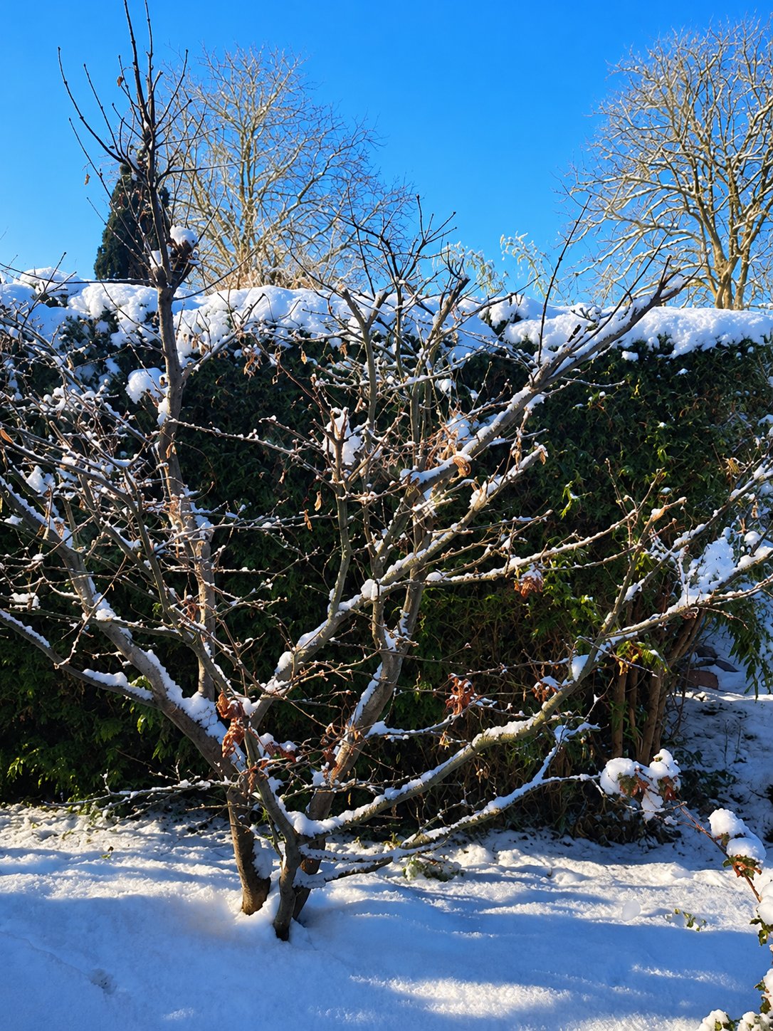 Raureif an Obstbaumzweigen